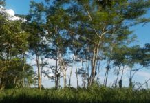 Foresta amazzonica