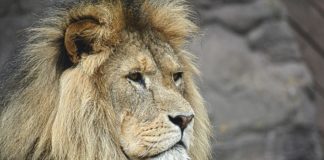Leone