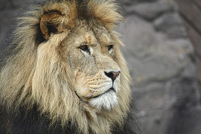 Leone