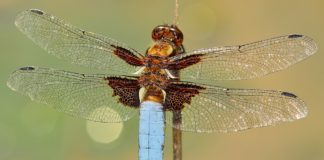 Libellula