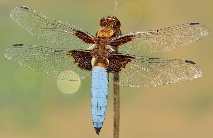 Libellula