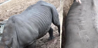 Rinoceronti unghie turiste