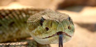 Serpente