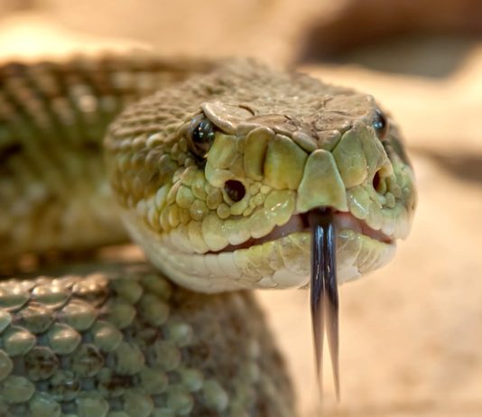 Serpente