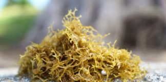 Alga inquinamento