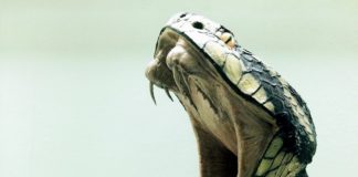 Cobra