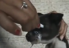Donna spegna sigaretta occhi cucciolo