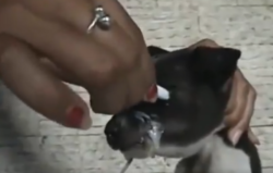Donna spegna sigaretta occhi cucciolo