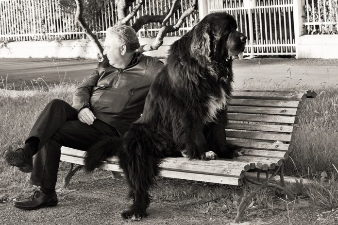 Cane linguaggio dell'uomo