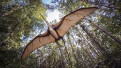 Dinosauro fossile