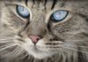 Festa del Gatto