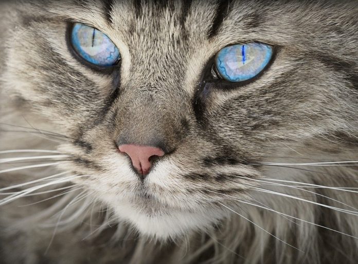 Festa del Gatto