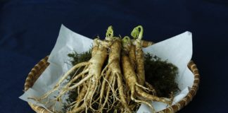 Ginseng pianta proprietà