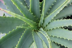Aloe vera proprietà