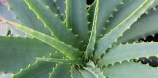 Aloe vera proprietà