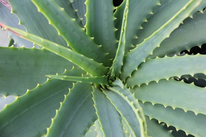 Aloe vera proprietà