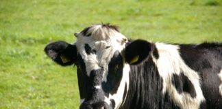 bovino