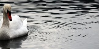 cigno bellezza