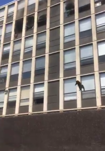 gatto si salva da un incendio