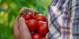 pomodori agrocoltura