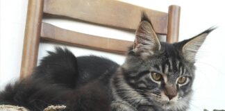 Gatto Maine Coon
