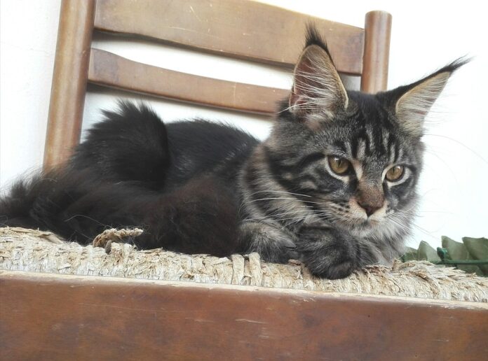 Gatto Maine Coon